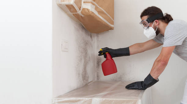 Professional Attic Mold Removal technician working in Carrollton, IL