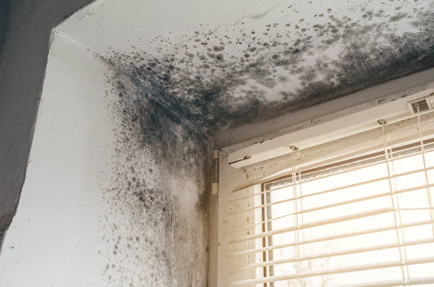 Affordable Attic Mold Removal solutions in Carrollton, IL