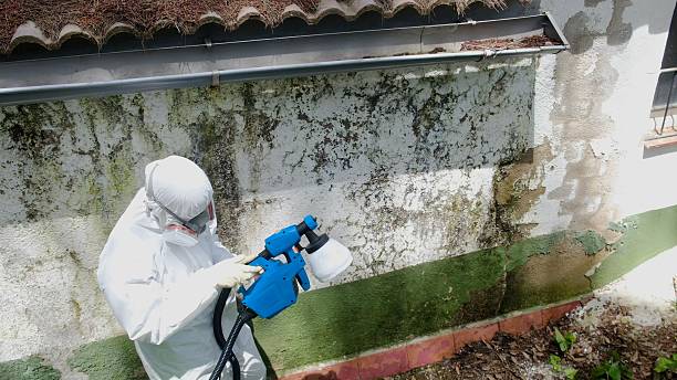 Top rated local Attic Mold Removal specialists in Carrollton, IL